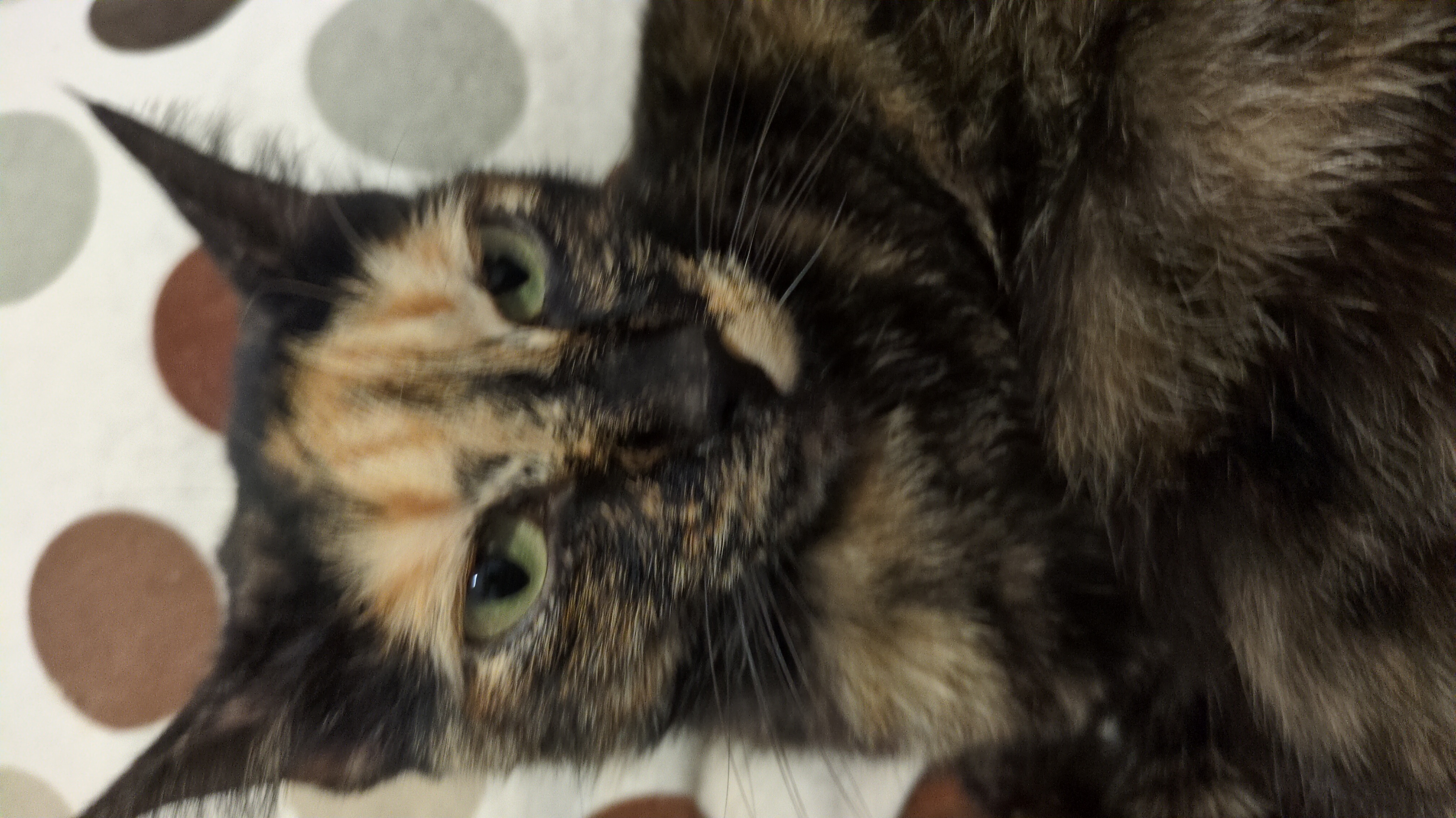 zoe