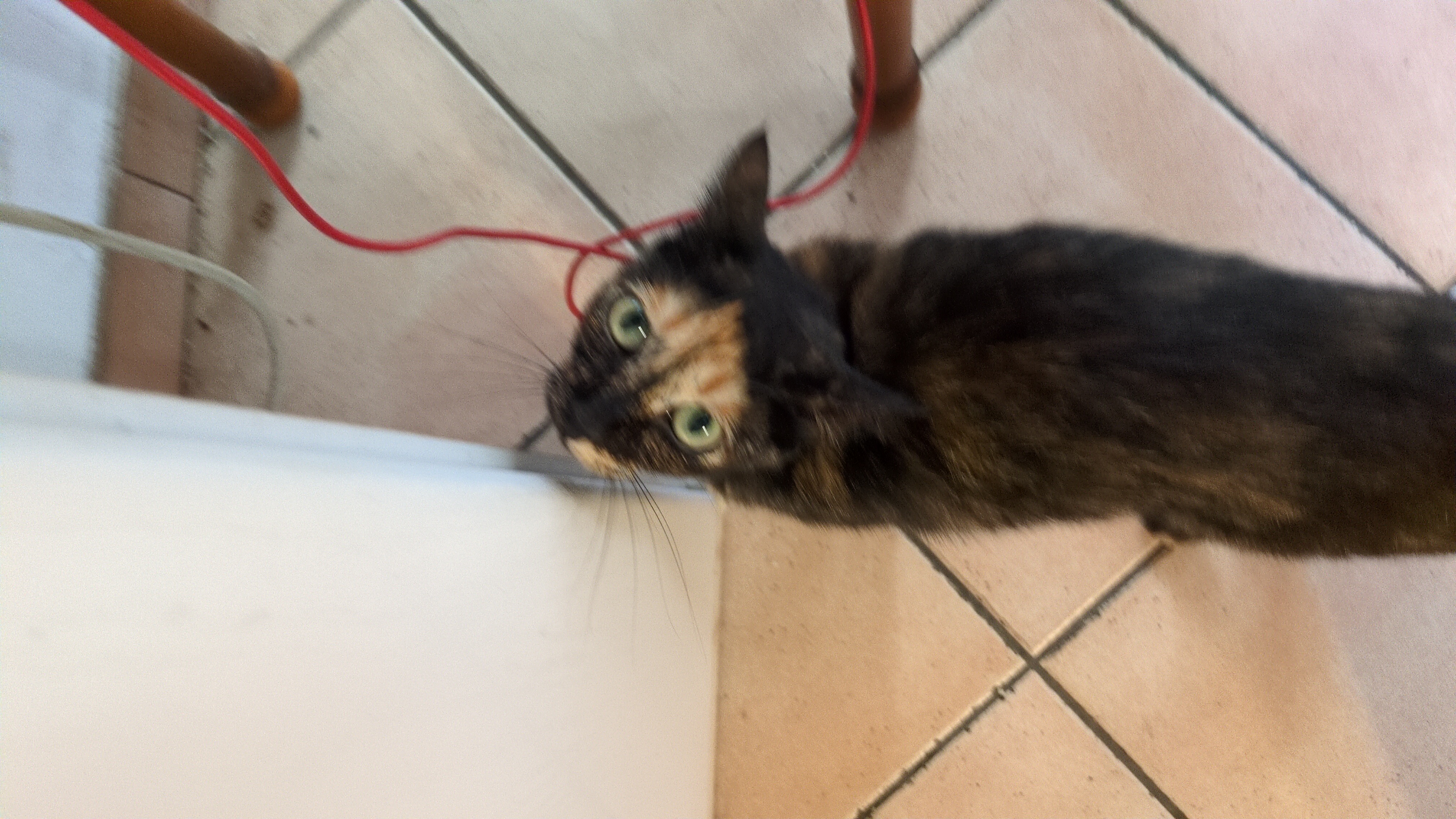 Zoe